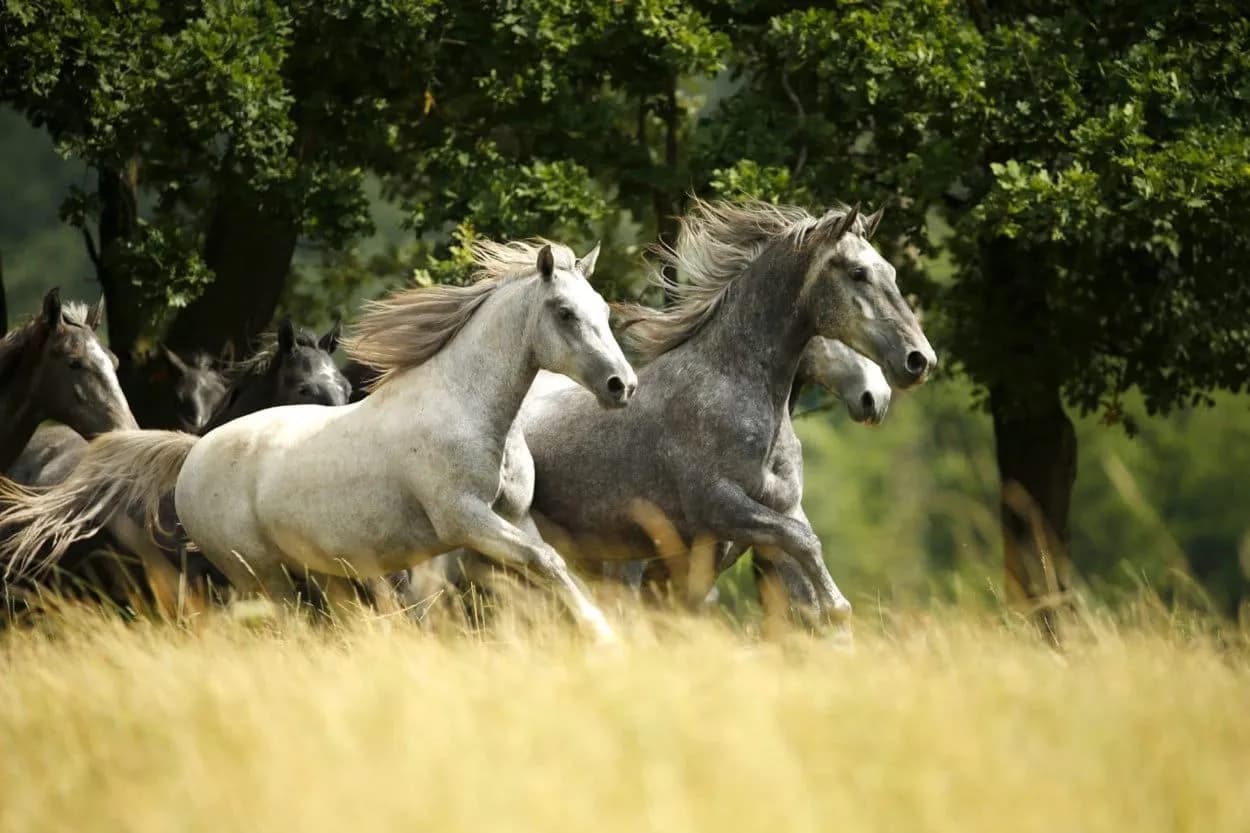 Lipica horses galloping through tall golden grass with green trees in the background