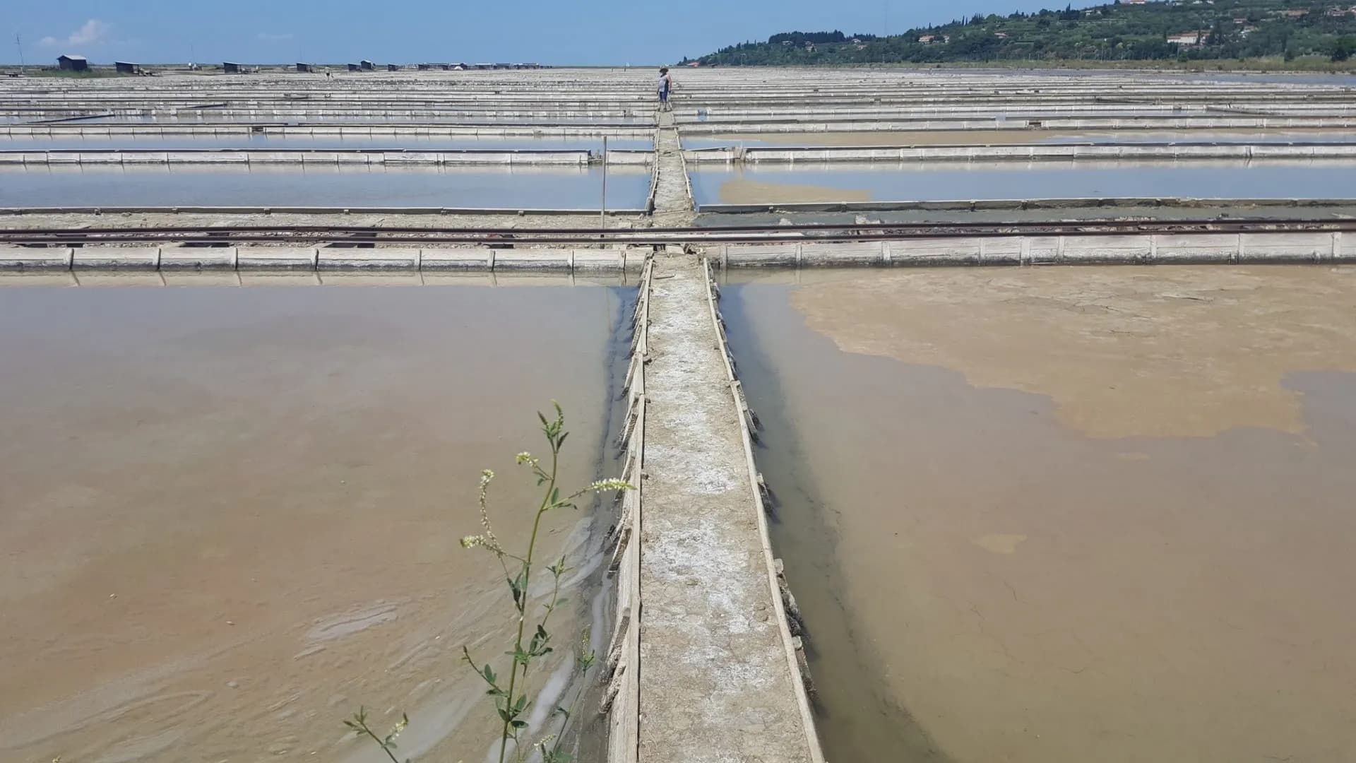 Salt pans in Sečovlje with shallow brown water and a person walking on a narrow path.