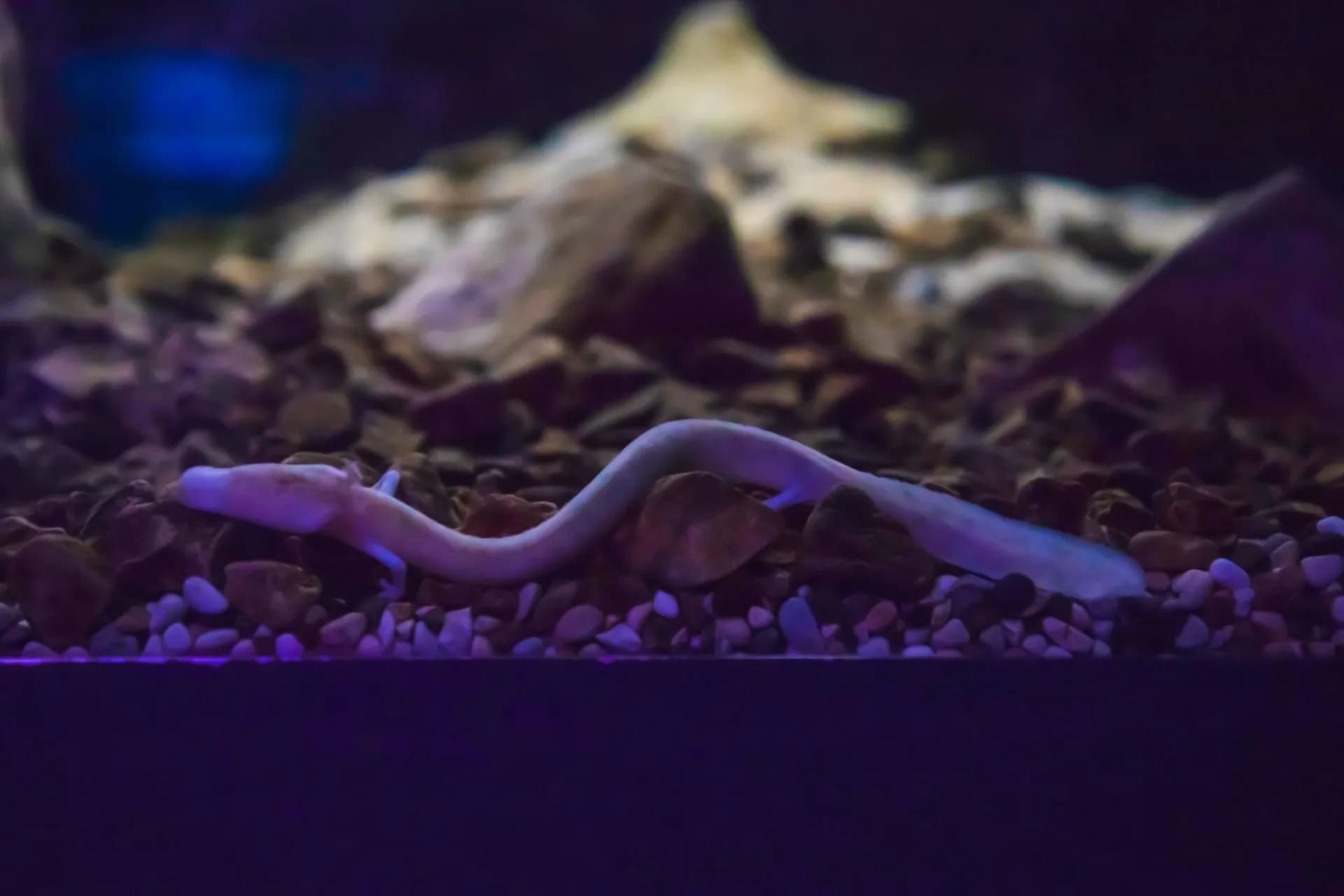 Baby dragon or proteus Easy Resize.com  scaled 1