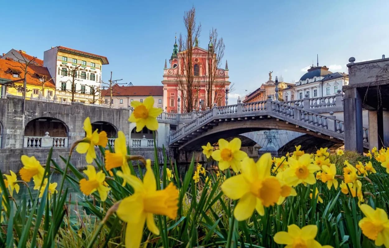 Yellow daffodils bloom by a bridge with the pink Franciscan Church in Ljubljana, Slovenia.