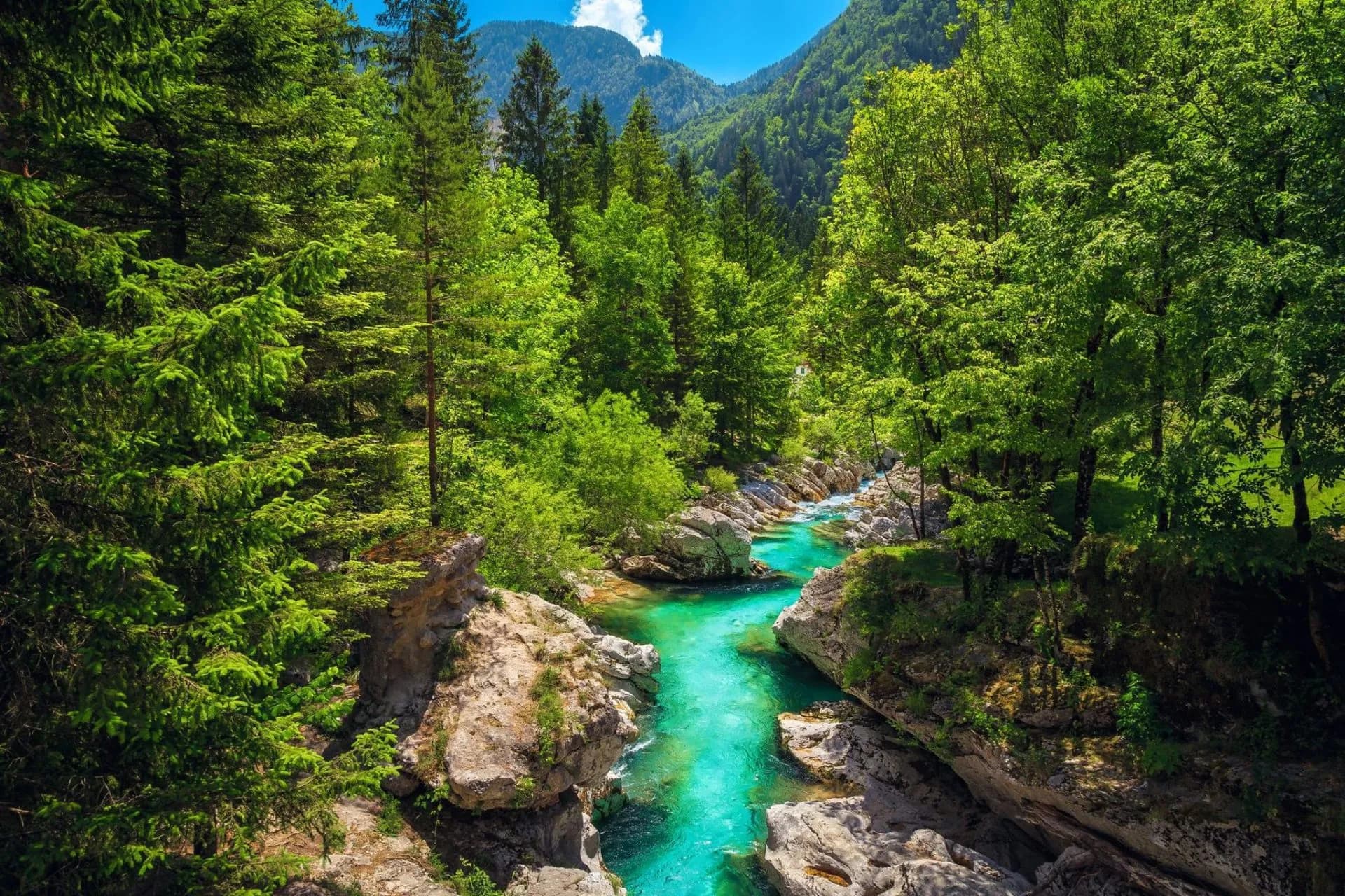 Turquoise river flowing through rocky gorge surrounded by lush green forest and mountains