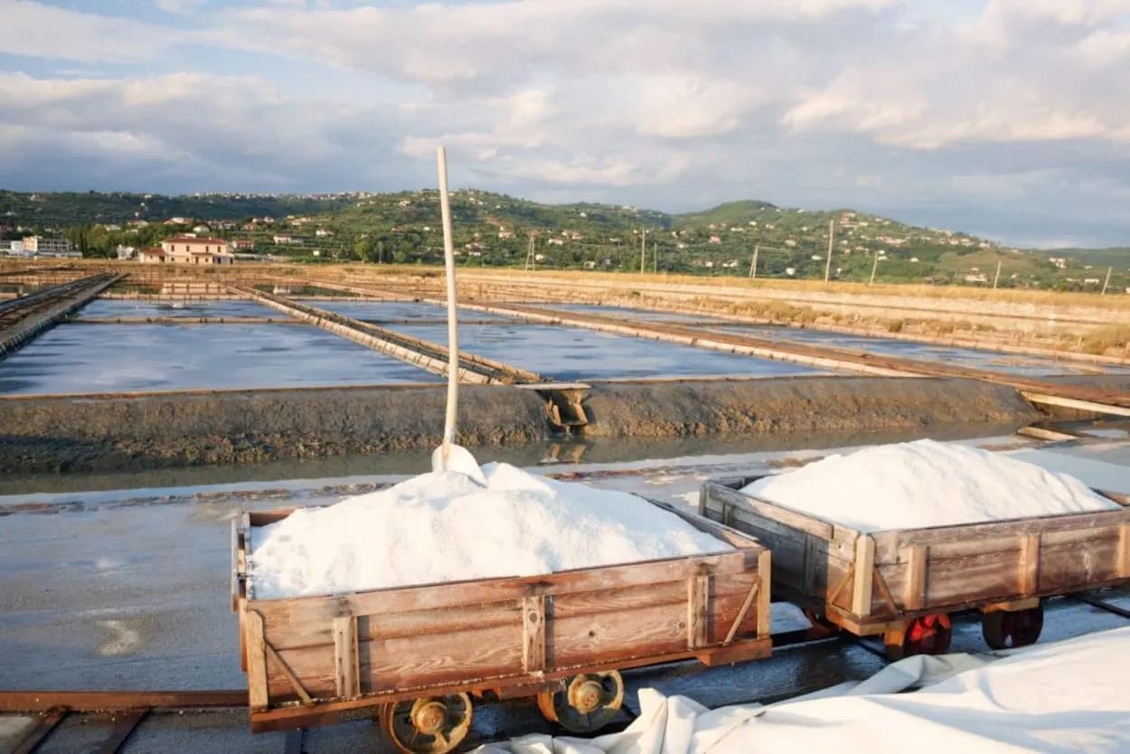 Salt pans in Secovlje, Slovenia, with carts loaded with harvested salt and hills in the background.