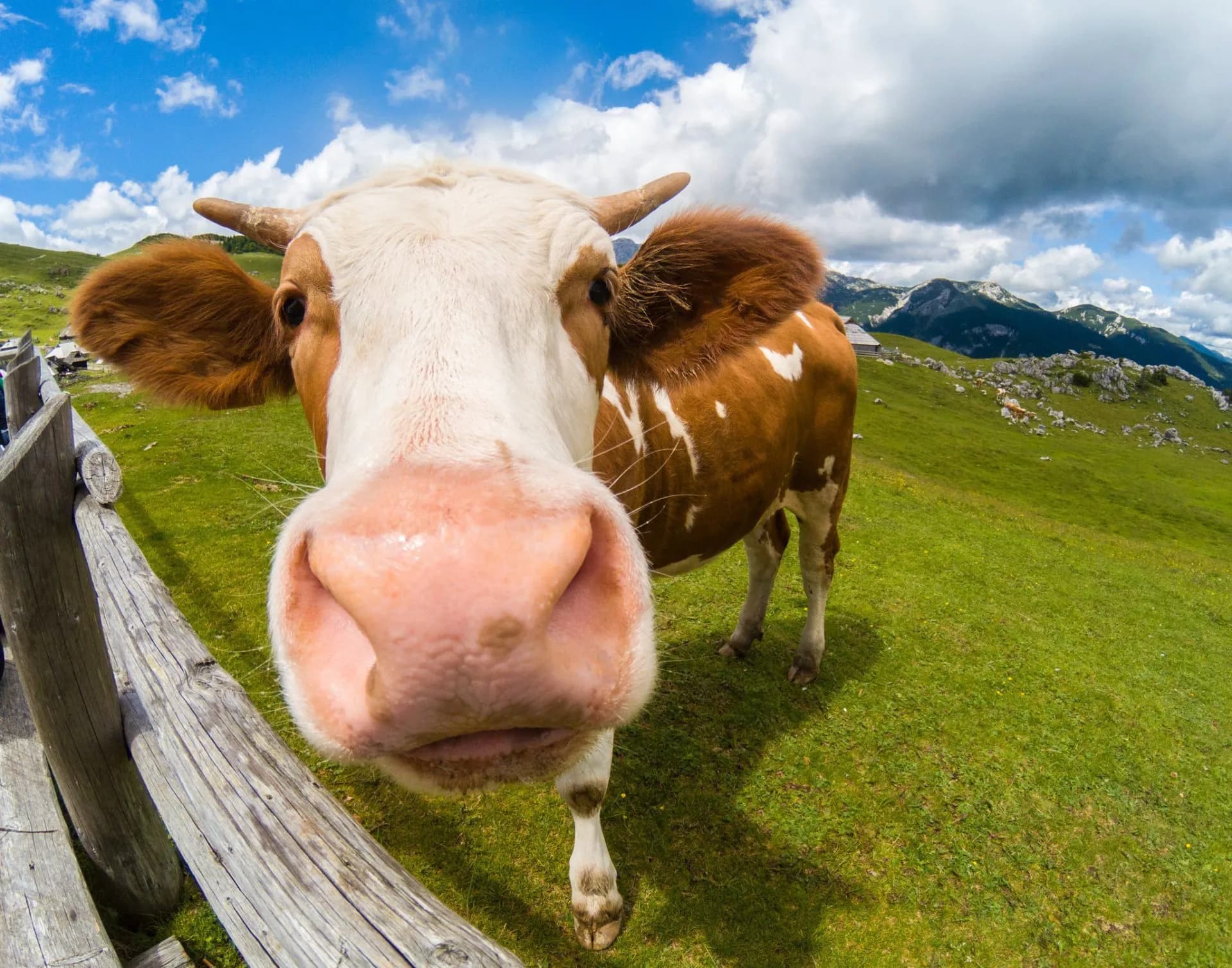 Cow with large nose close to fence on green Velika Planina pasture with mountains and clouds.
