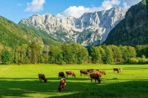 Ferme d'élevage de vaches à Jezersko