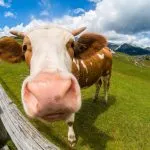 Cows on Velika Planina scaled 1