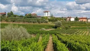 Castillo de Gredic entre viñedos en Goriska Brda 