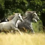 Lipica horses 1