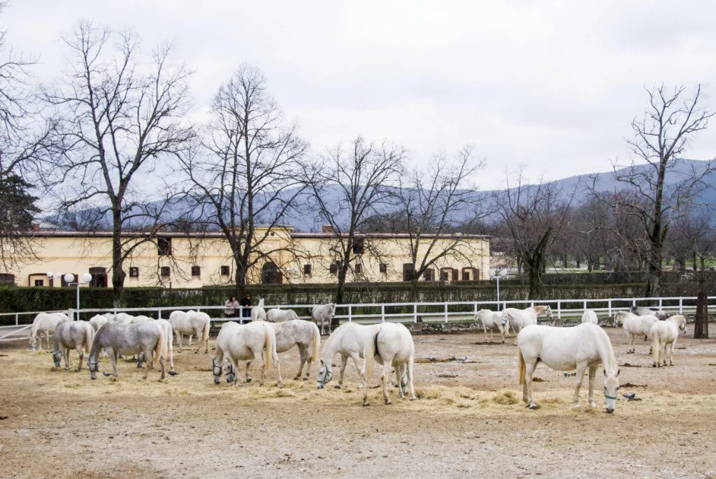 Lipica stud farm