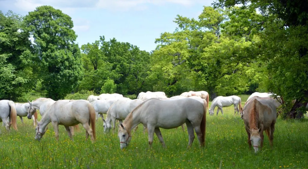 Lipizzanerhästar som betar på Lipicas stuteri 