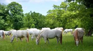 Lipizzaner-Pferde auf der Weide im Gestüt Lipica 