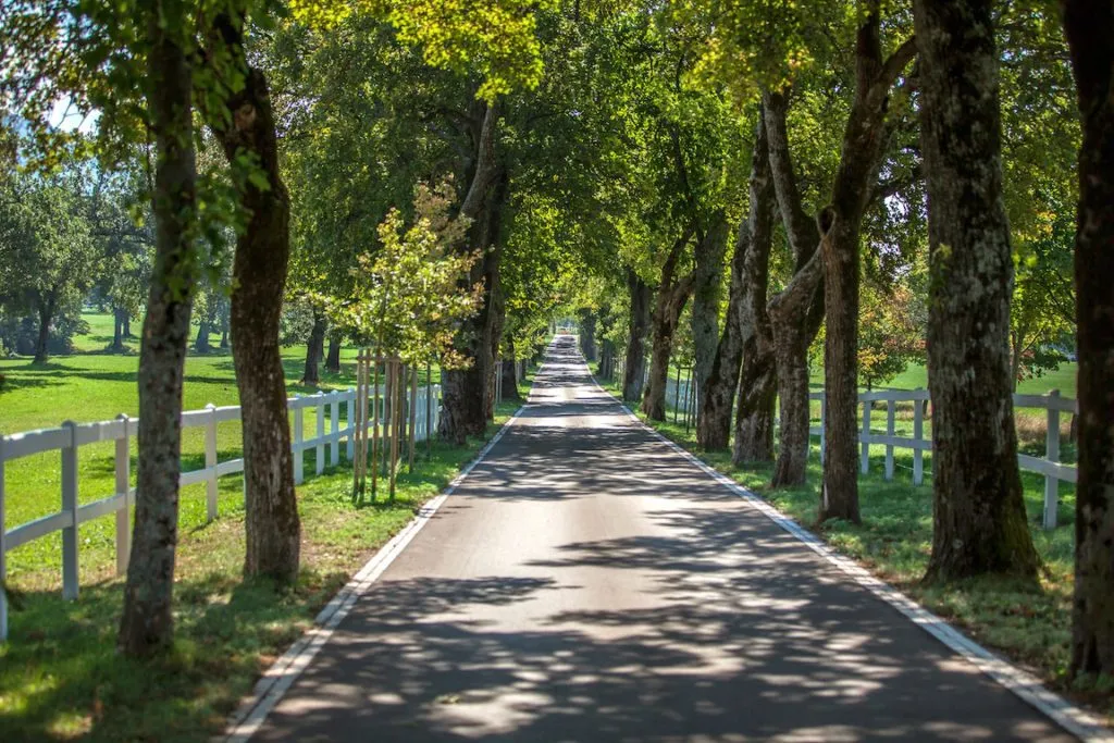 Road through Lipica 