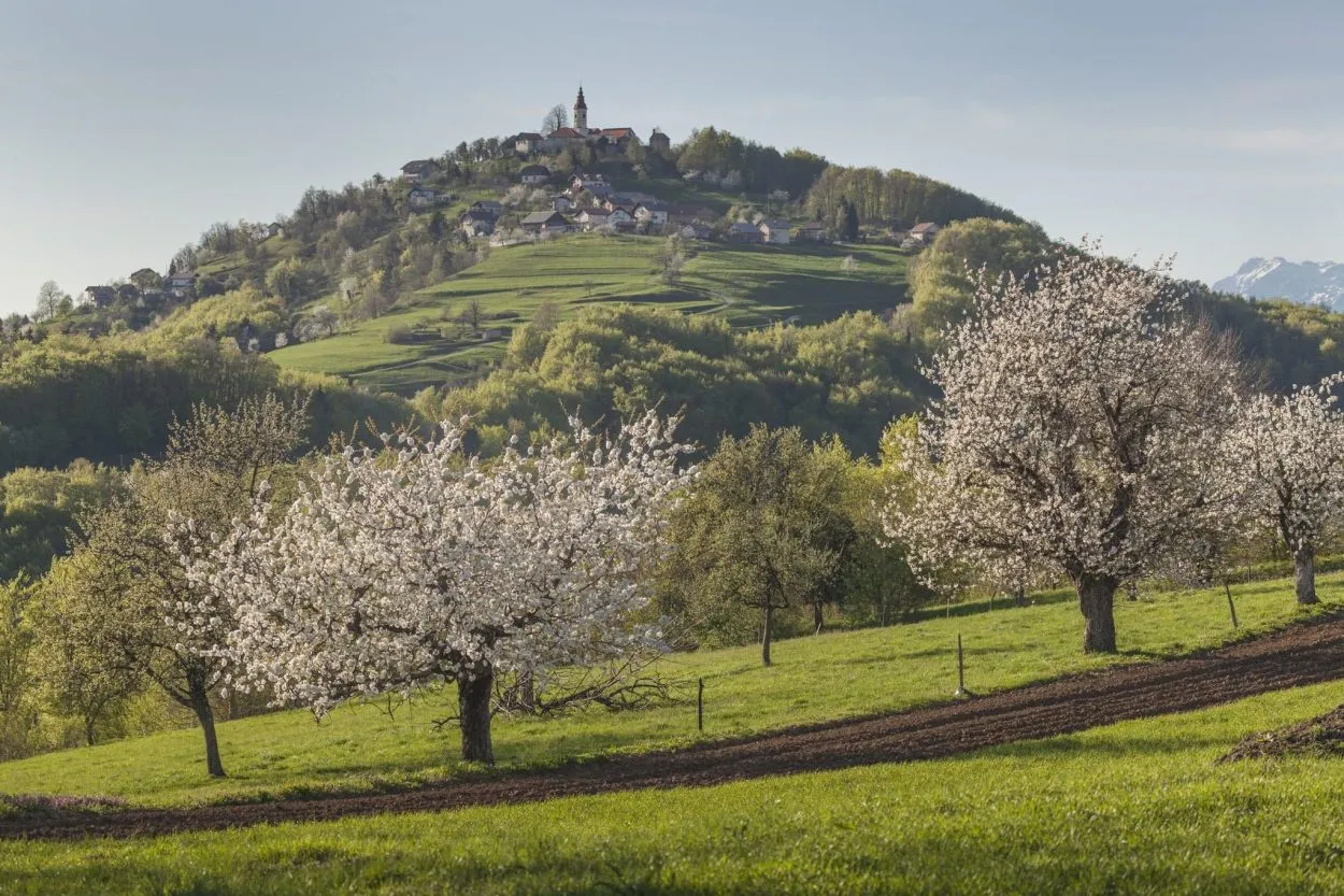 De glooiende groene heuvels van de regio Dolenjska Easy Resize.com geschaald