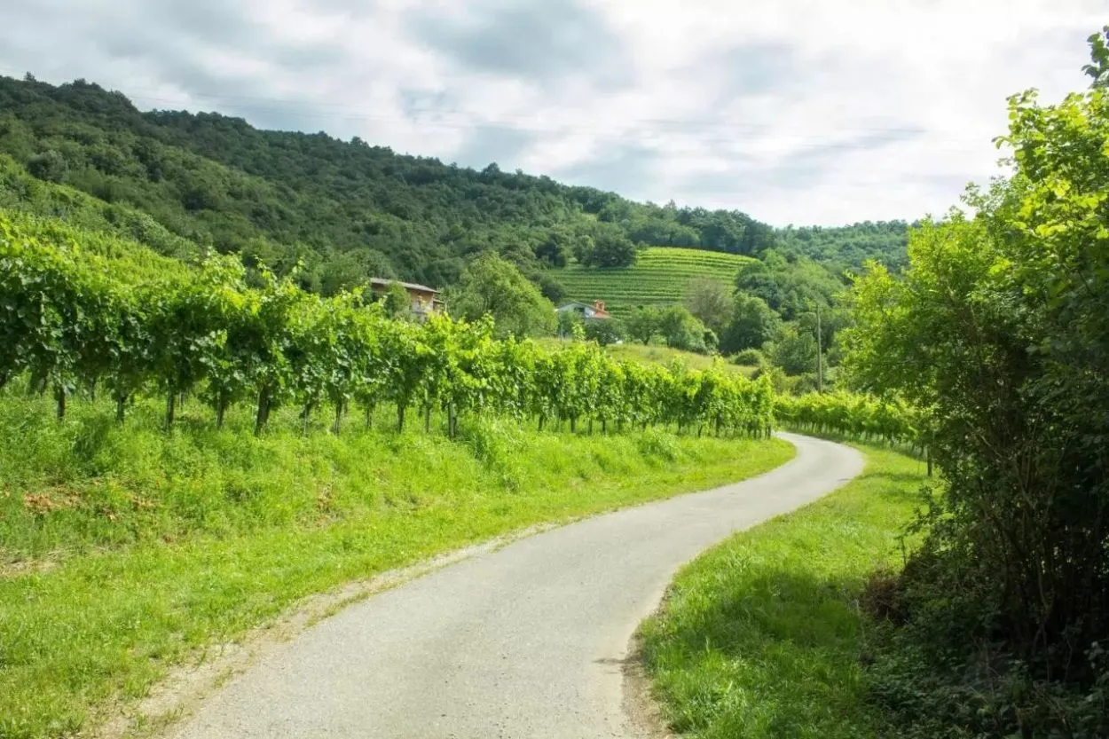 Vineyards in Goriska Brda