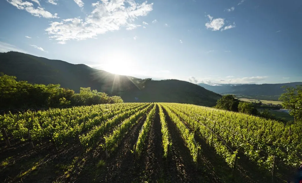 Weinberge des Vipava-Tals 