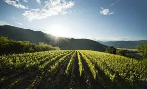 Wijngaarden van de Vipava-vallei 